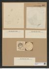 Coscinodiscus antiguus Grun. (de-Toni-Nr.: Genus 202, Species 4879) Zeichnungen Sammlung Grunow Nr. 8627 (NHMW-BOT-W0378021)